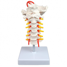 Cervical Spinal Column